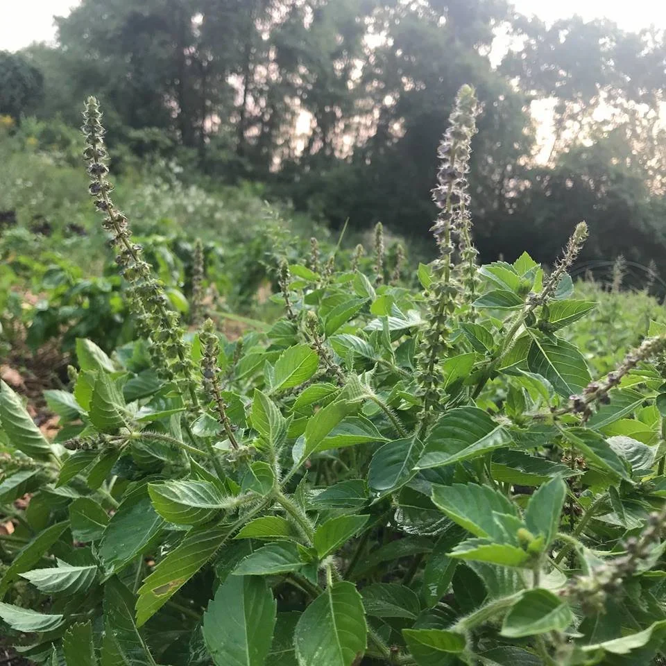 आयुर्वेदिक शेती योजना 2026 – औषधी वनस्पती शेतीसाठी संपूर्ण मार्गदर्शक (Step By Step) 3 aayurvedic kheti yojna